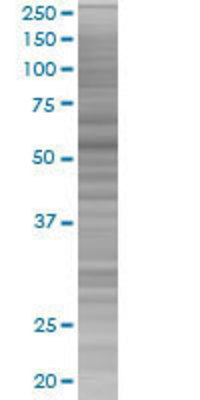 PLA2G4C transfected lysate.
