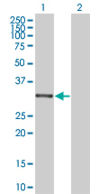 Lane 1: GCLM transfected lysate (30.25 KDa) Lane 2: Non-transfected lysate.