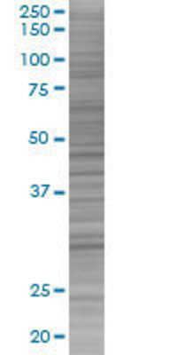 STX1A transfected lysate.
