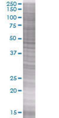 DDIT4 transfected lysate
