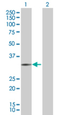 Lane 1: DDIT4 transfected lysate (25.4 KDa). Lane 2: Non-transfected lysate.