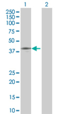 Lane 1: DIXDC1 transfected lysate (53.9 KDa) Lane 2: Non-transfected lysate.