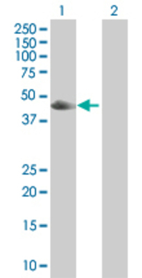 Lane 1: PDPK1 transfected lysate (48.2 KDa) Lane 2: Non-transfected lysate.