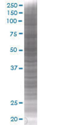 SH2D4A transfected lysate.