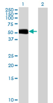 Lane 1: BMPR1B transfected lysate (55.33 KDa) Lane 2: Non-transfected lysate.