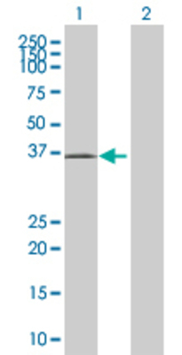 Lane 1: HEY2 transfected lysate (37.18 KDa) Lane 2: Non-transfected lysate.
