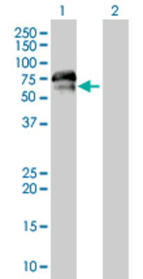 Lane 1: RXRB transfected lysate (58.63 KDa) Lane 2: Non-transfected lysate.