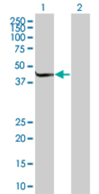 Lane 1: KIAA1303 transfected lysate (43.3 KDa) Lane 2: Non-transfected lysate.