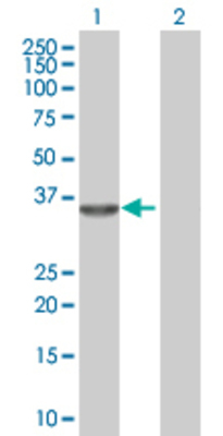 Lane 1: RNASEH1 transfected lysate (31.46 KDa) Lane 2: Non-transfected lysate.