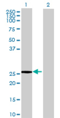 Lane 1: APOBEC3B transfected lysate (29.8 KDa) Lane 2: Non-transfected lysate.