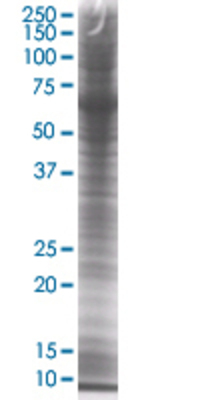 MTPN transfected lysate