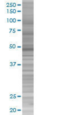MAP2K7 transfected lysate.
