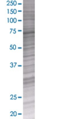 STAU1 transfected lysate.