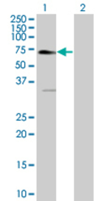 Lane 1: EPOR transfected lysate (55.1 KDa) Lane 2: Non-transfected lysate.