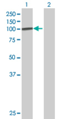 Lane 1: DDX20 transfected lysate (92.2 KDa) Lane 2: Non-transfected lysate.