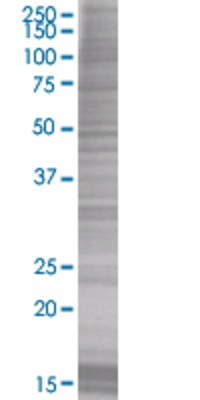 HPCA transfected lysate