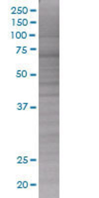 RGS1 transfected lysate.