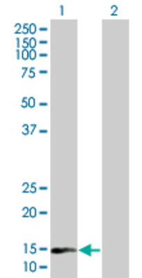 Lane 1: NGFRAP1 transfected lysate (11.8 KDa) Lane 2: Non-transfected lysate.