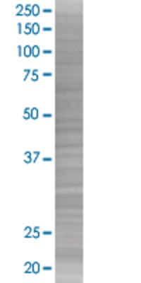 PDGFA transfected lysate