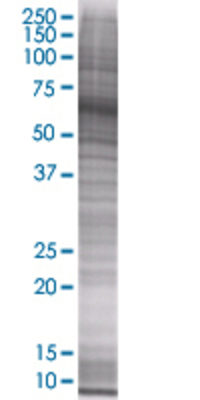 CXCL11 transfected lysate