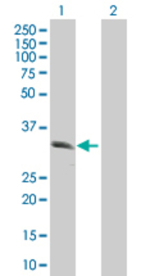 Lane 1: PRKAB2 transfected lysate (30.3 KDa) Lane 2: Non-transfected lysate.