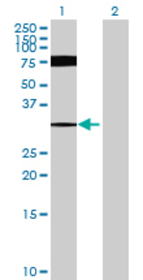 Lane 1: KCNQ5 transfected lysate (47.08 KDa) Lane 2: Non-transfected lysate.