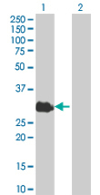 Lane 1: PDLIM4 transfected lysate (27.17 KDa). Lane 2: Non-transfected lysate.