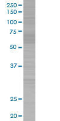 PVRL2 transfected lysate.