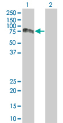 Lane 1: PVRL2 transfected lysate (51.4 KDa) Lane 2: Non-transfected lysate.