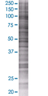 GAB1 transfected lysate.