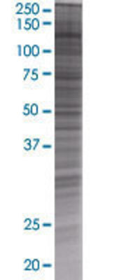 NID1 transfected lysate.