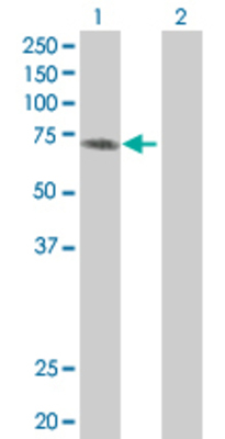 Lane 1: PRKD2 transfected lysate (96.7 KDa) Lane 2: Non-transfected lysate.