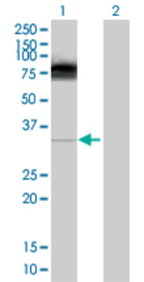 Lane 1: RMND5A transfected lysate (43.12 KDa) Lane 2: Non-transfected lysate.