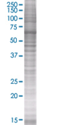 RMND5A transfected lysate.