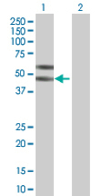 Lane 1: KIR2DL1 transfected lysate (41.4 KDa) Lane 2: Non-transfected lysate.