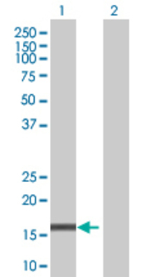 Lane 1: CEBPG transfected lysate (16.4 KDa) Lane 2: Non-transfected lysate.