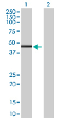 Lane 1: ZNF239 transfected lysate (50.49 KDa) Lane 2: Non-transfected lysate.