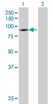Lane 1: DIP13B transfected lysate (73.15 KDa) Lane 2: Non-transfected lysate.