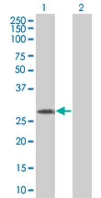 Lane 1: LOC285498 transfected lysate (33.4 KDa) Lane 2: Non-transfected lysate.