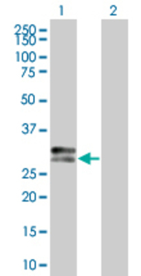 Lane 1: HLA-DPA1 transfected lysate (29.3 KDa). Lane 2: Non-transfected lysate.