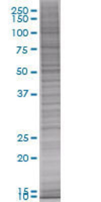 PCSK4 transfected lysate