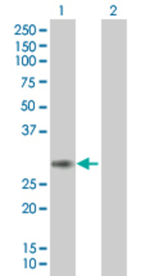 Lane 1: PCSK4 transfected lysate (26.73 KDa). Lane 2: Non-transfected lysate.