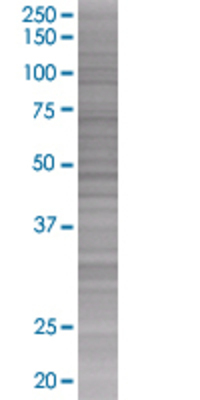 RHEBL1 transfected lysate