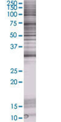GSC transfected lysate.