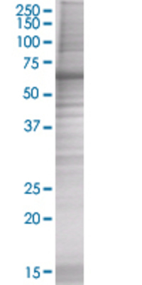 TRAM1 transfected lysate