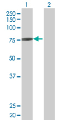 Lane 1: NDUFS1 transfected lysate (79.5 KDa) Lane 2: Non-transfected lysate.