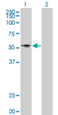 Lane 1: NTNG1 transfected lysate (45.21 KDa) Lane 2: Non-transfected lysate.