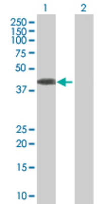 Lane 1: NCF4 transfected lysate (39 KDa) Lane 2: Non-transfected lysate.