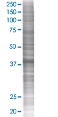 NCF4 transfected lysate.