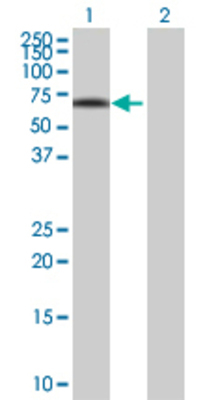 Lane 1: IRX3 transfected lysate (55.22 KDa) Lane 2: Non-transfected lysate.
